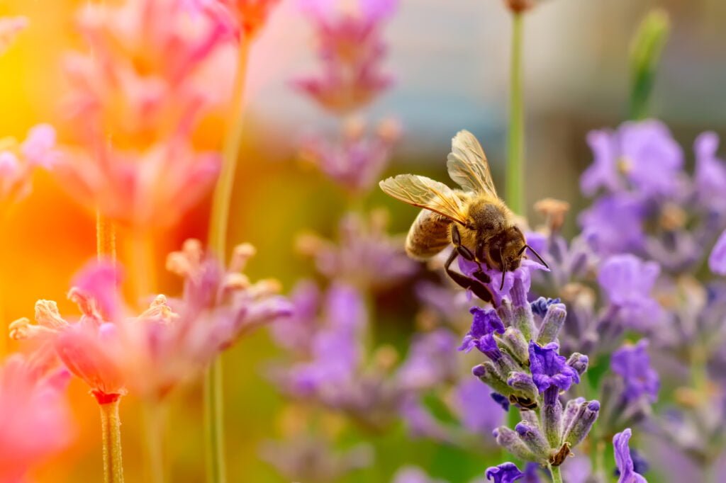 Bees are vital for pollinating organic crops