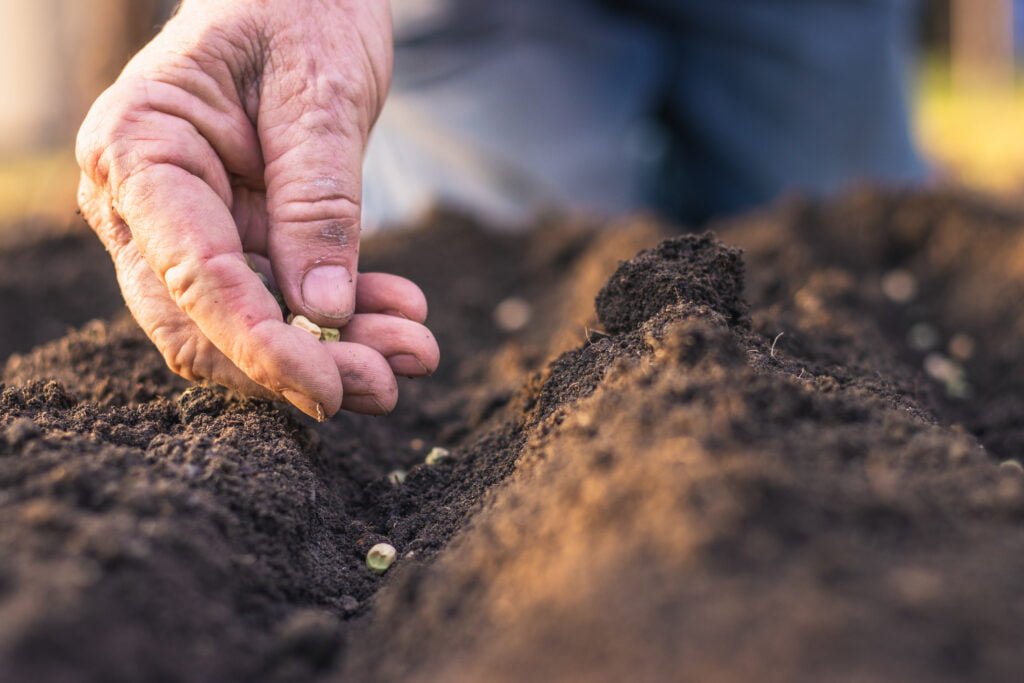 Organic Seeds Being Sown